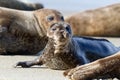 Seal Puppy Royalty Free Stock Photo