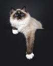 Seal Ragdoll cat on black background Royalty Free Stock Photo