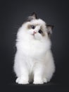 Seal Ragdoll cat kitten on black background Royalty Free Stock Photo