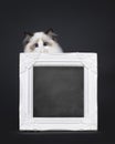 Seal Ragdoll cat kitten on black background Royalty Free Stock Photo