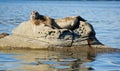 Seal relaxing on rock in ocean