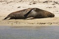 Seal resting