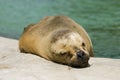 Seal resting