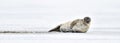 Seal resting on an ice floe. Ringed seal Pusa hispida or Phoca hispida