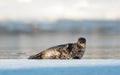 Seal resting on an ice floe. Ringed seal Pusa hispida or Phoca hispida Royalty Free Stock Photo