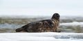 Seal resting on an ice floe. Ringed seal Pusa hispida or Phoca hispida, also known as the jar seal