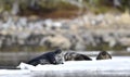 Seal resting on an ice floe. Ringed seal Pusa hispida or Phoca hispida, Royalty Free Stock Photo