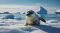 Adorable Leopard Seal Pup on Antarctic Ice Royalty Free Stock Photo