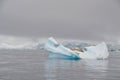 Seal resting on iceberg in Antarctica