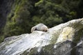 Seal resting on the rock