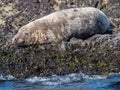 Seal resting on a rocky shoreline on a beach Royalty Free Stock Photo