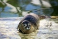 Seal resting