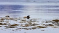 Seal resting at Ytri-Tunga seal colony Royalty Free Stock Photo