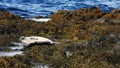 Seal resting at Ytri-Tunga seal colony Royalty Free Stock Photo