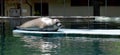 Seal resting at the zoo pool Royalty Free Stock Photo