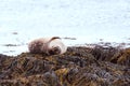 Seal rests and lays on the beach at Ytri Tunga in Iceland