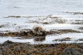 Seal rests and lays on the beach at Ytri Tunga in Iceland Royalty Free Stock Photo
