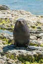 Seal on the rock Pacific Ocean East coast South Island Royalty Free Stock Photo