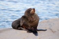 Seal on rock by Pacific Ocean Kaikoura New Zealand