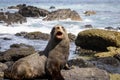 Seal on the rocks in Wellington coastline