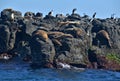 Seal Rocks a natural environment for colonies of seals and birdlife Royalty Free Stock Photo