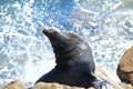 Seal on the rocks Royalty Free Stock Photo
