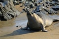 Seal on a rocky beach