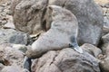 Seal at Sandfly Bay