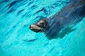 Seal (Sea lion) in blue water