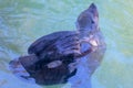 Seal or Sea lion fin details