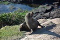 Seal. sea lion posing on a rock at Katiki Point Lighthouse, Moeraki, South island, New Zealand Royalty Free Stock Photo