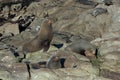 Seal. sea lion posing on a rock at Katiki Point Lighthouse, Moeraki, South island, New Zealand Royalty Free Stock Photo