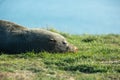 Seal. sea lion posing on a rock at Katiki Point Lighthouse, Moeraki, South island, New Zealand Royalty Free Stock Photo