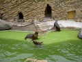 Seal, sea lion in zoo Lesna, Zlin, Czech Republic