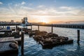 Seal (sea Lions) at the Pier 39 of San Francisco with beautify yellow sunset over dark sea. Royalty Free Stock Photo