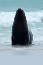 Seal in the sea waves. Seal from Falkland islands with open muzzle and big dark eyes, dark blue sea in background. Royalty Free Stock Photo