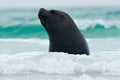 Seal in the sea waves. Seal from Falkland islands with open muzzle and big dark eyes, dark blue sea in background. Royalty Free Stock Photo