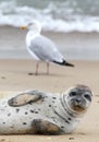 Seal and Seagull, Norfolk beach, Sand dunes, Horsey, England