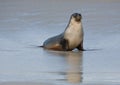 Seal at Seal Bay Kangaroo Island Australia Royalty Free Stock Photo