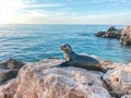 A seal seems to be basking in the warm sunlight and serene atmosphere Royalty Free Stock Photo
