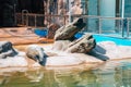 Seal at Seoul grand park zoo in Gwacheon, Korea