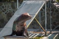 Seal show in hungary