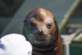 Seal show in hungary