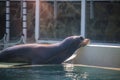 Seal show in hungary