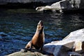 Seal sits on rocks by the pool. Royalty Free Stock Photo