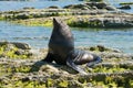 A Seal sitting on the rock, Kaikoura South Island