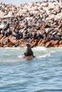 Seal sitting on a rock near Seal Island, Gansbaai