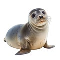 A seal is sitting on a white background Royalty Free Stock Photo