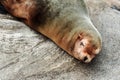 Seal sleeping on the rock Royalty Free Stock Photo