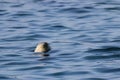 Seal sleeping on the sea surface. Spotted seal swimming in blue water. Portrait of wild marine mammal.